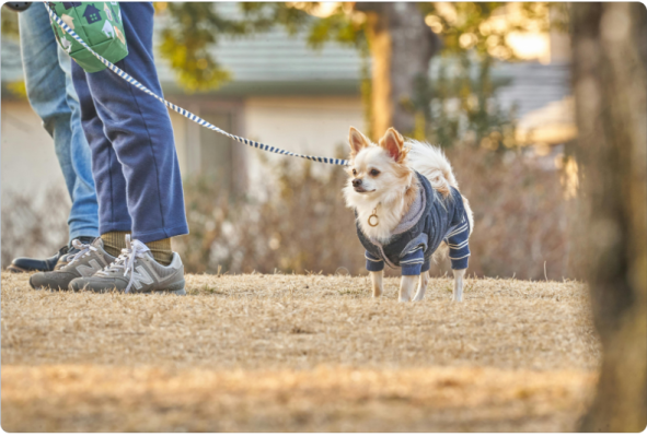 phụ kiện chó mèo