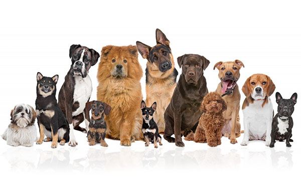 Tân binh nuôi pet – Những lỗi cơ bản khiến sen mới hoang mang