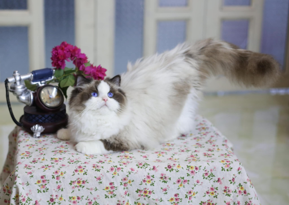 Top 3 combo đồ cho Boss mới về nhà – Ưu đãi hot chỉ có trên Shopee