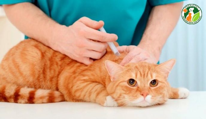 Tân binh nuôi pet – Những lỗi cơ bản khiến sen mới hoang mang